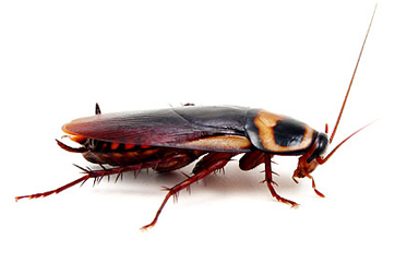 cockroach